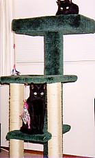 Two black cats on tall green kitty condo